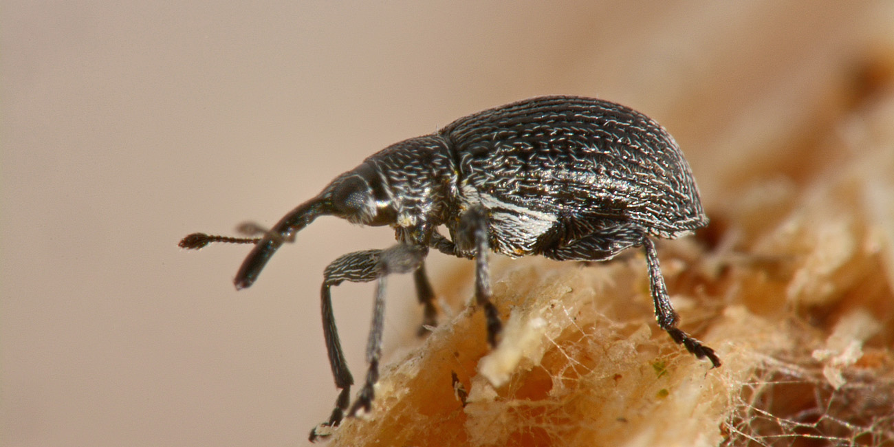 Apionidae:  Betulapion simile, femmina